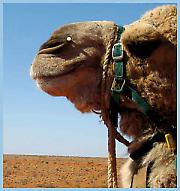 Повест о камиларима