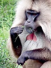 „Забавников” ЗОО