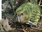 „Забавников” ЗОО