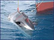 „Забавников” ЗОО